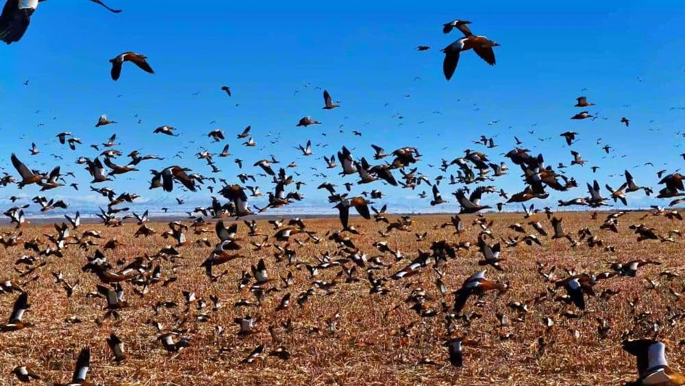 千城胜景｜新疆福海县：乌伦古湖湿地万千候鸟形成“鸟潮”