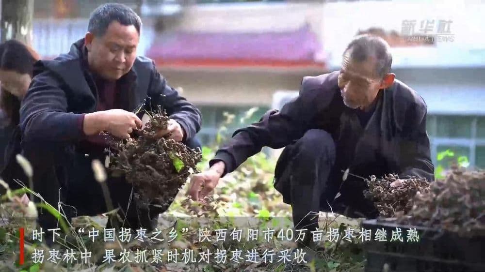 陕西旬阳：40万亩拐枣相继丰收 带动8.5万农户稳定增收