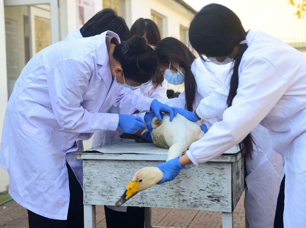 河北省沧州市野生动物救护中心：救助伤病天鹅