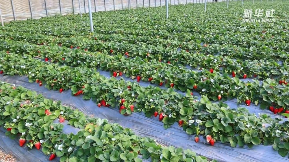 “红颜”争霸赛！沂南草莓“选美”开锣 比甜比靓拼实力