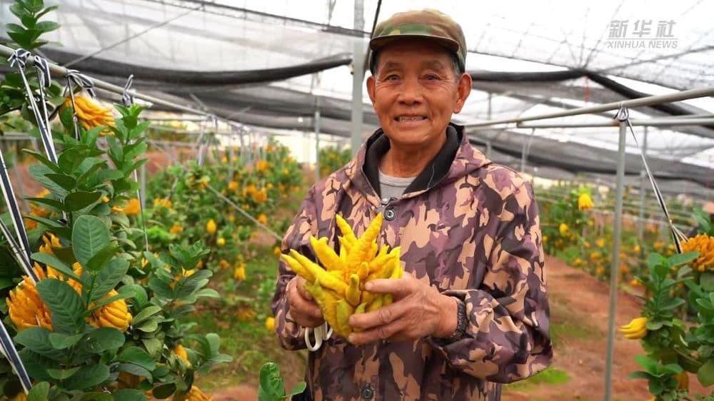 浙江省金华市金东区：小小佛手果创造大产业