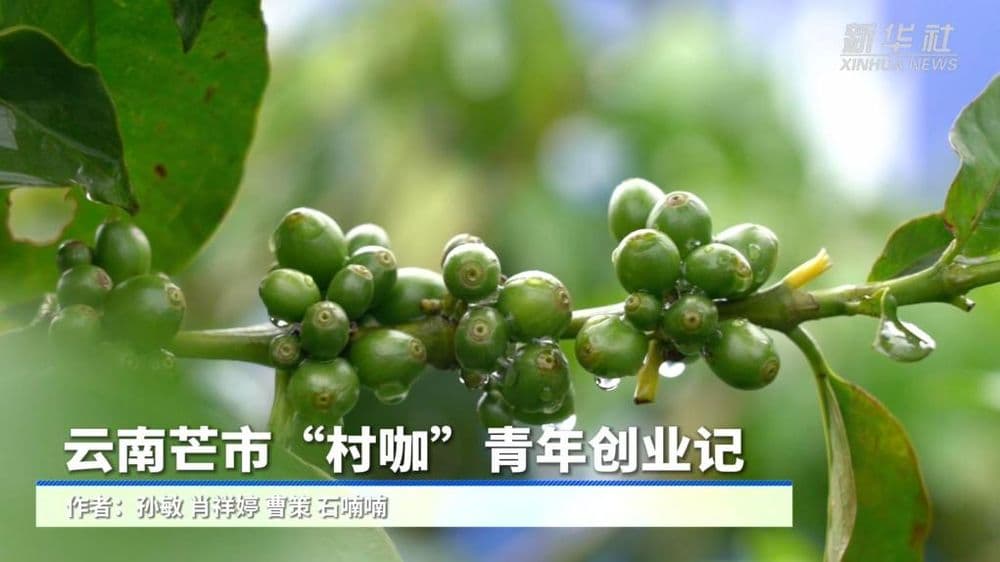云南芒市“村咖”青年创业记，将咖啡文化融入乡村生活，探索乡村振兴新路径