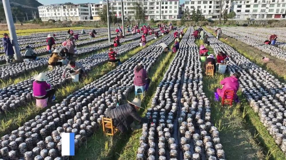 江西永丰：强村带弱村 黑木耳产业促增收