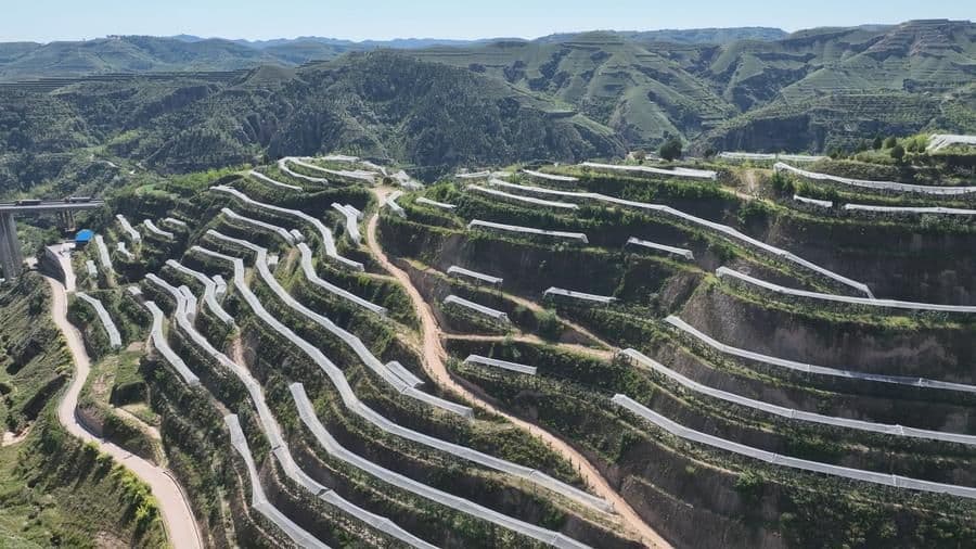 乡村振兴在行动丨陕西吴堡：同心协作绘就富民新图景