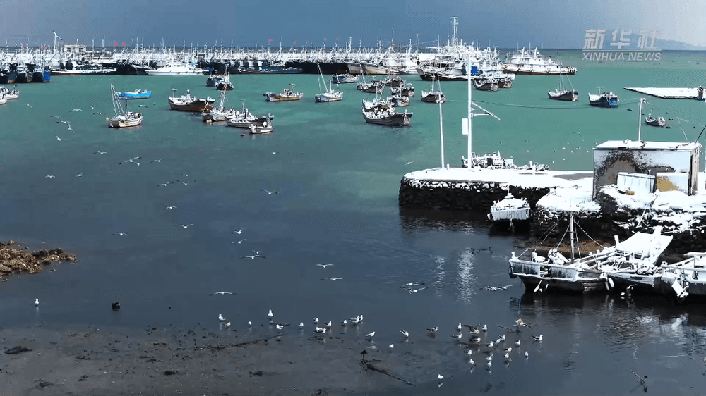 山东烟台黄渤新区：雪后银装映碧波 千鸥共舞绘生态画卷