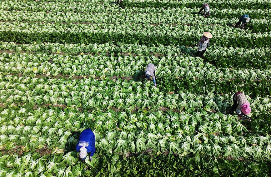 广西灵山：抢收芥菜供应春节市场