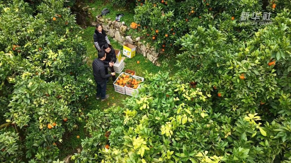 重庆奉节：“本土主播”扎根田间 脐橙销售跑出“加速度”
