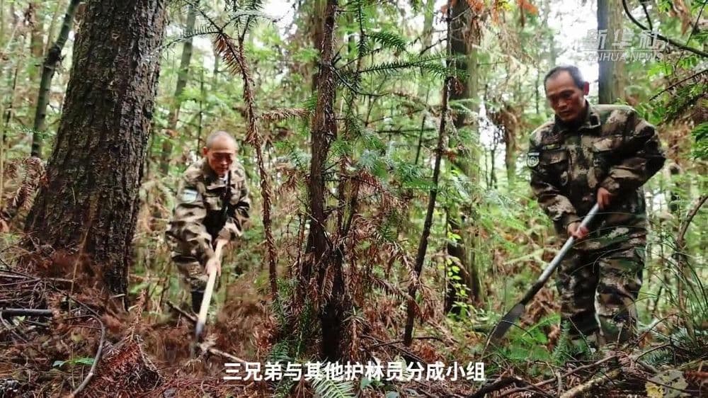 乌蒙深处,三胞胎兄弟接力护林44年